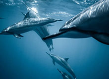 沃克生涯新高41分9记三分 老鹰主场击败魔术